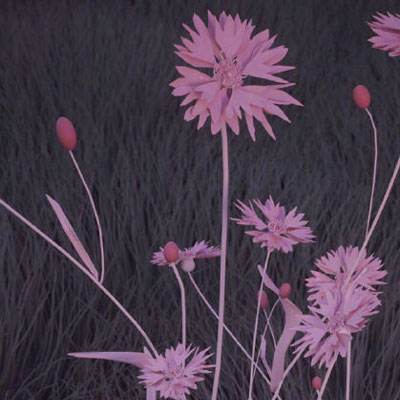 熊猫娱乐app手机app下载